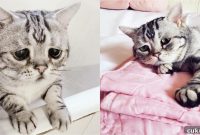Meet Luhu: The Cat With the Saddest Face in the World