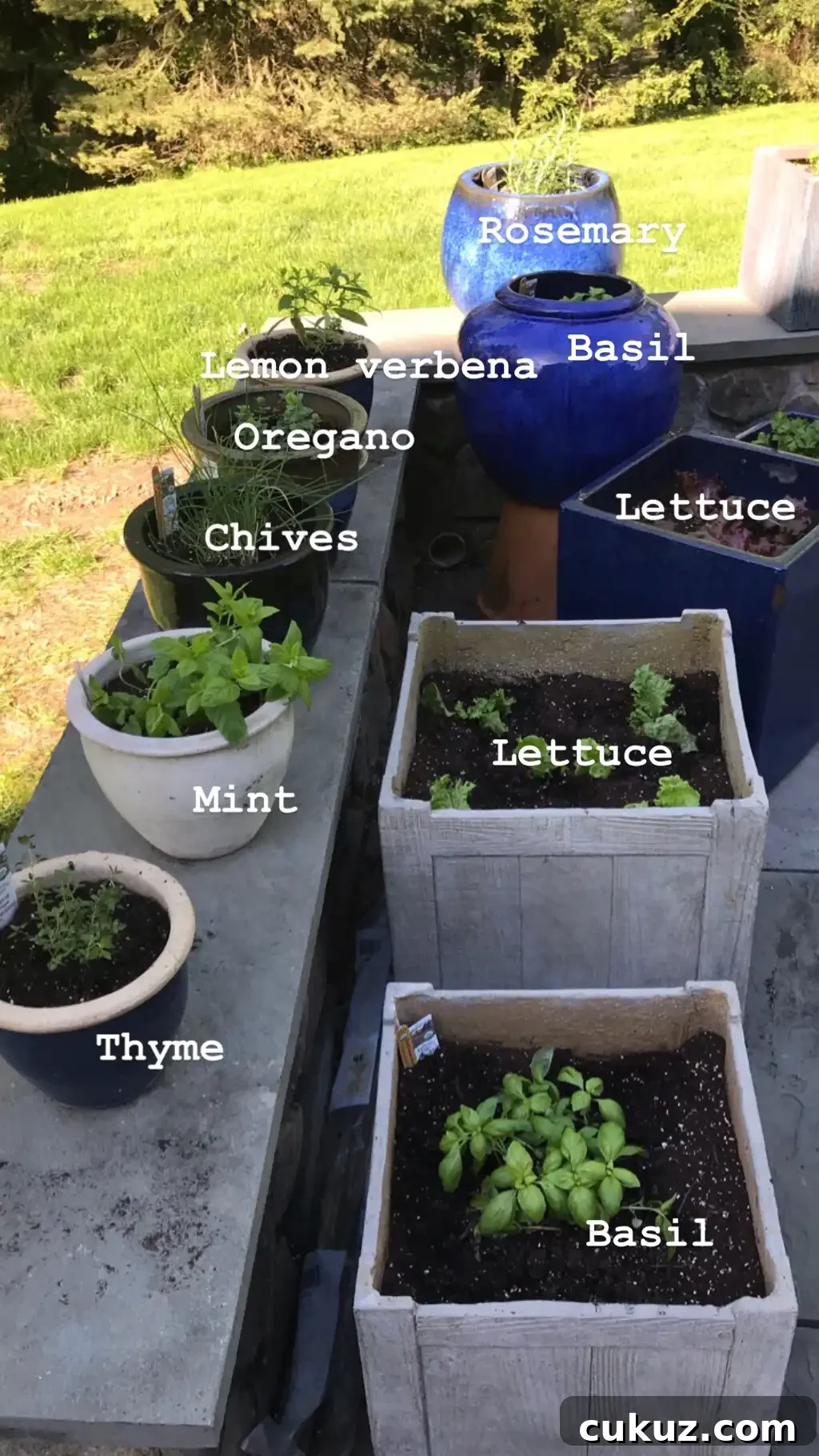 planting a patio garden #glutenfreerecipes www.healthygffamily.com