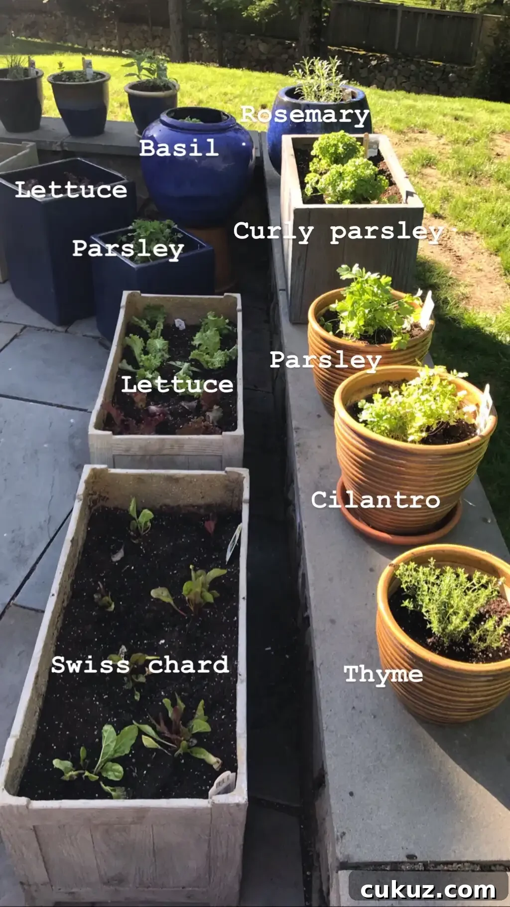 planting a patio garden #glutenfreerecipes www.healthygffamily.com