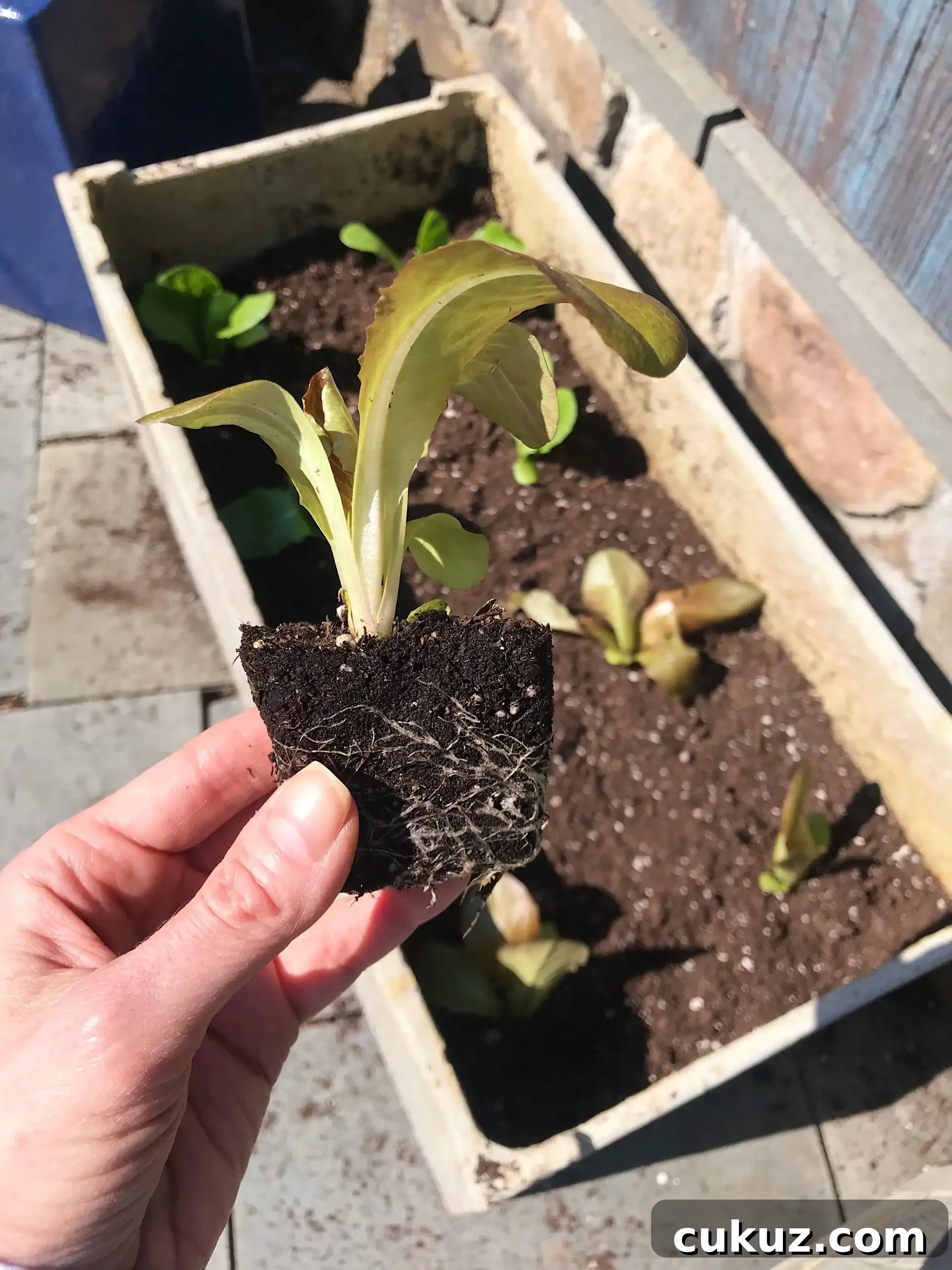 planting a patio garden #glutenfreerecipes www.healthygffamily.com