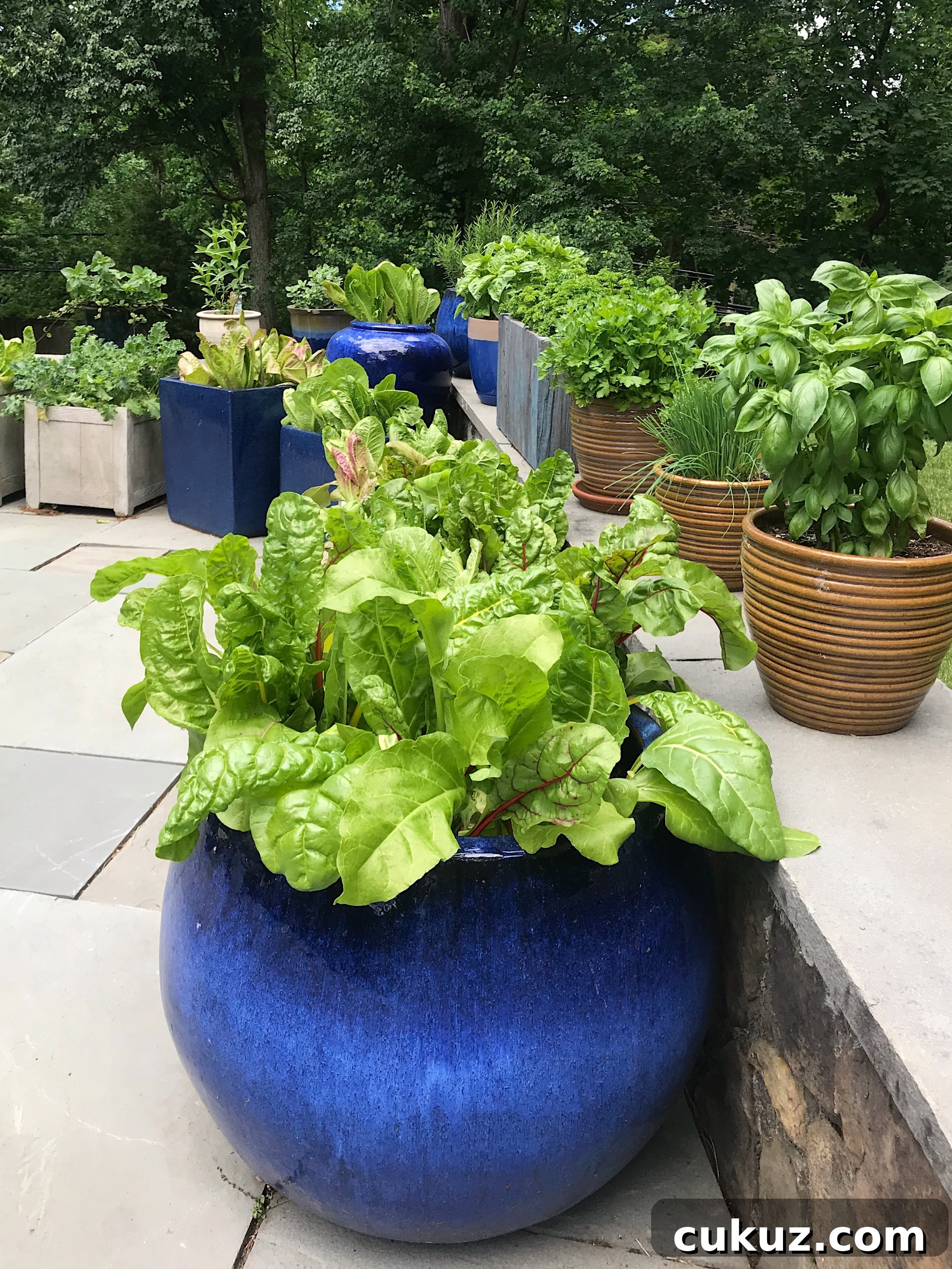 how to plant a patio garden www.healthygffamily.com