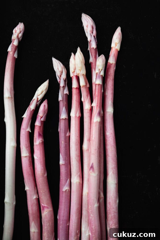 Pink asparagus spears standing upright against a black background, varying heights and hues of blush pink