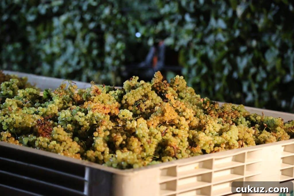 chardonnays