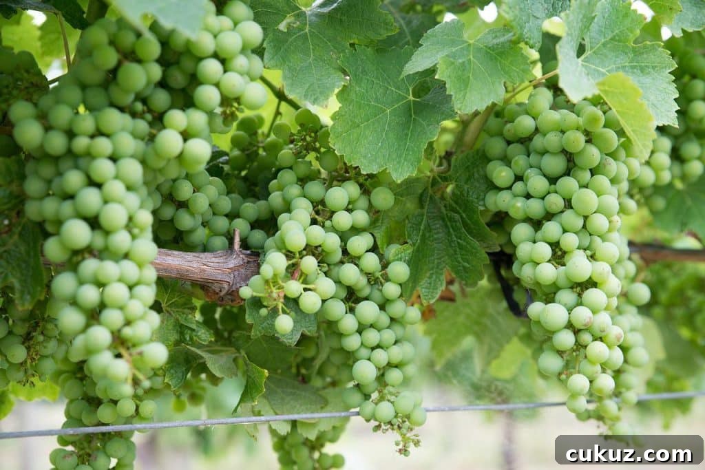 chardonnays2