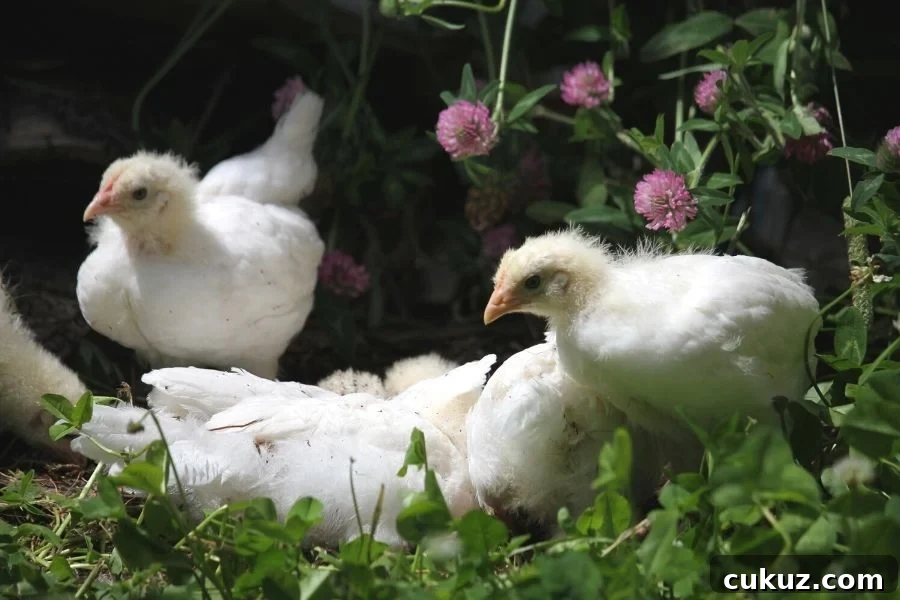 young white chicks resting in the red clover