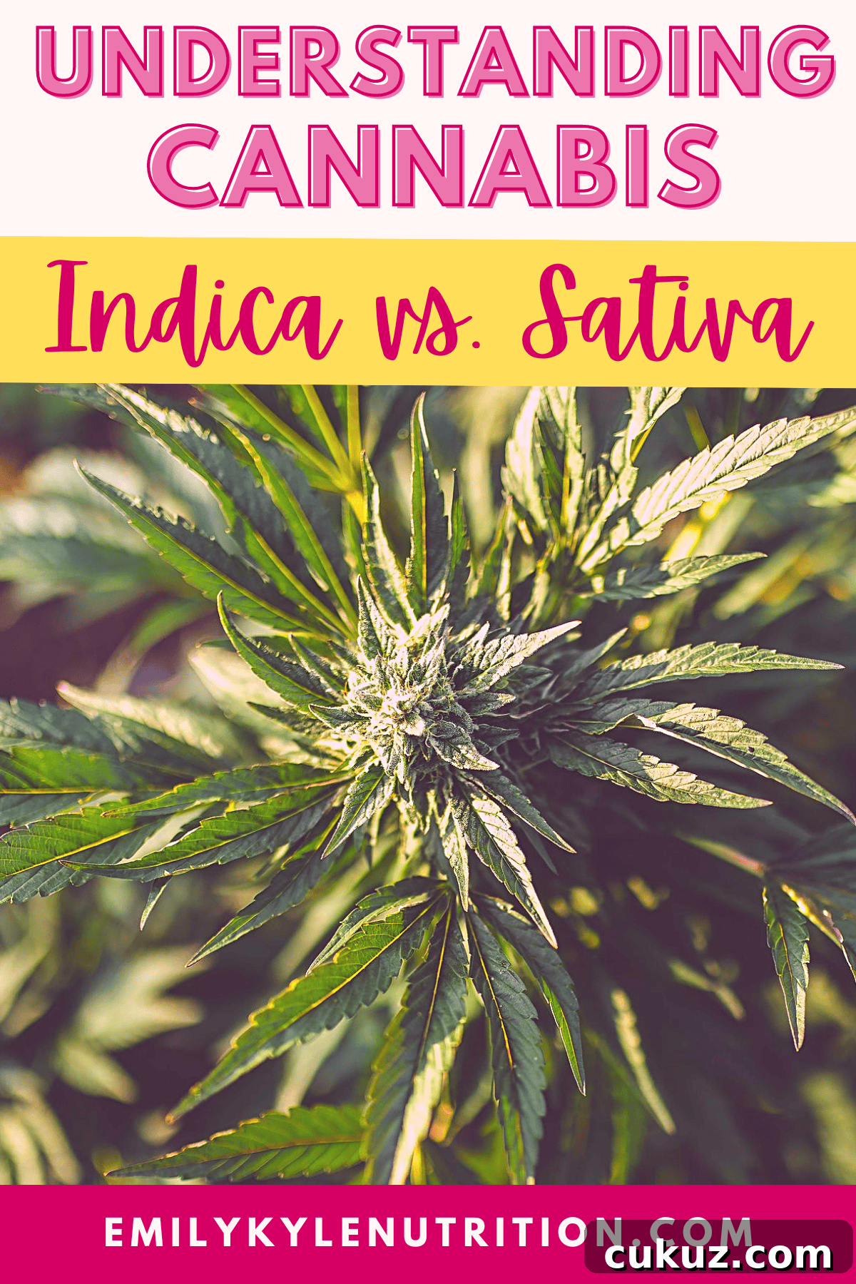 A picture of a cannabis plant with the text Understanding Cannabis Indica vs. Sativa.
