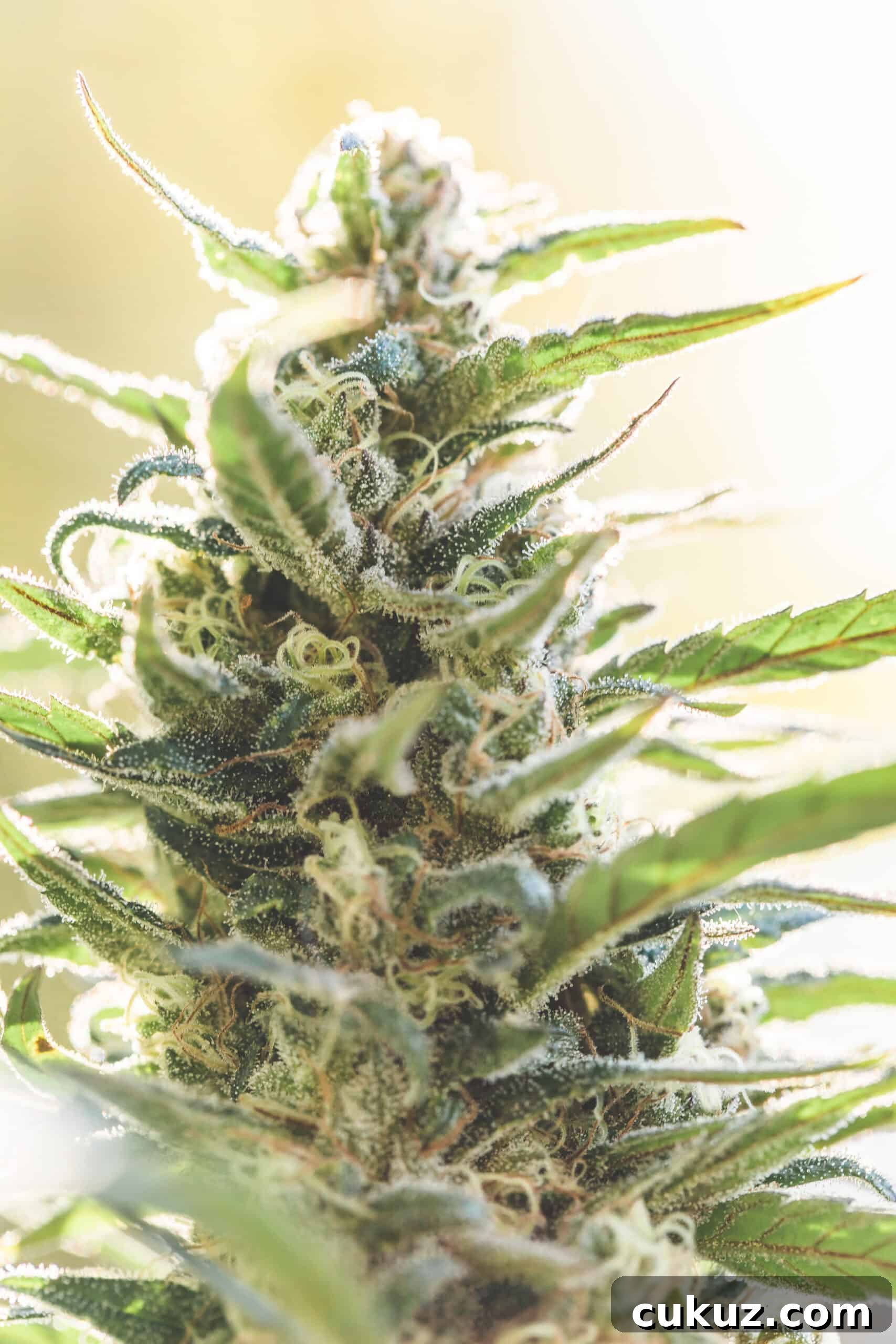 Cannabis Decarboxylation by Emily Kyle