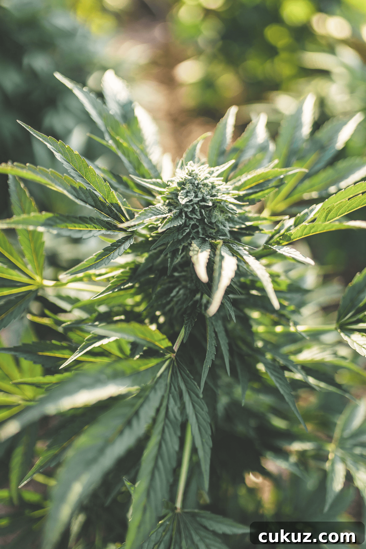 A picture of a cannabis plant.