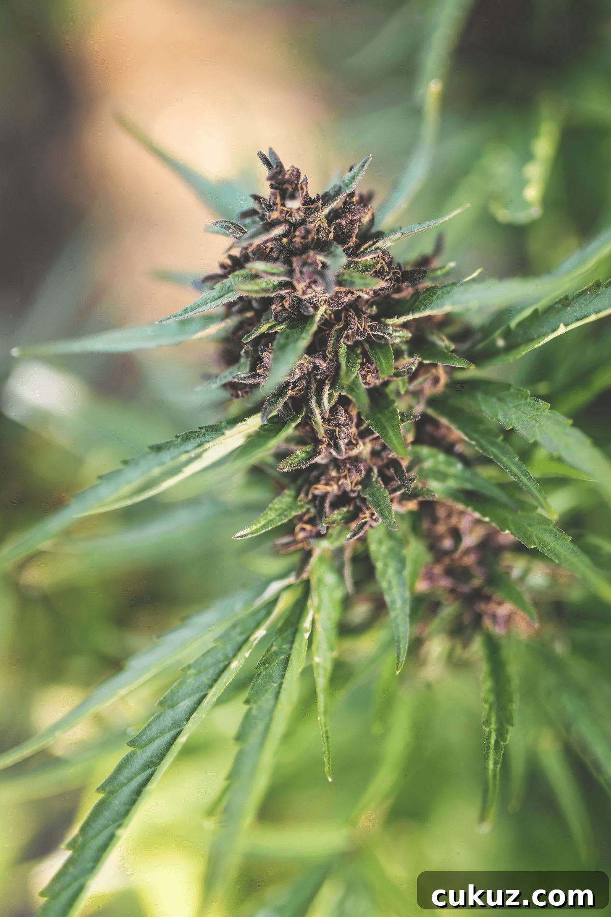 A picture of a cannabis plant with the text Understanding Cannabis Indica vs. Sativa.