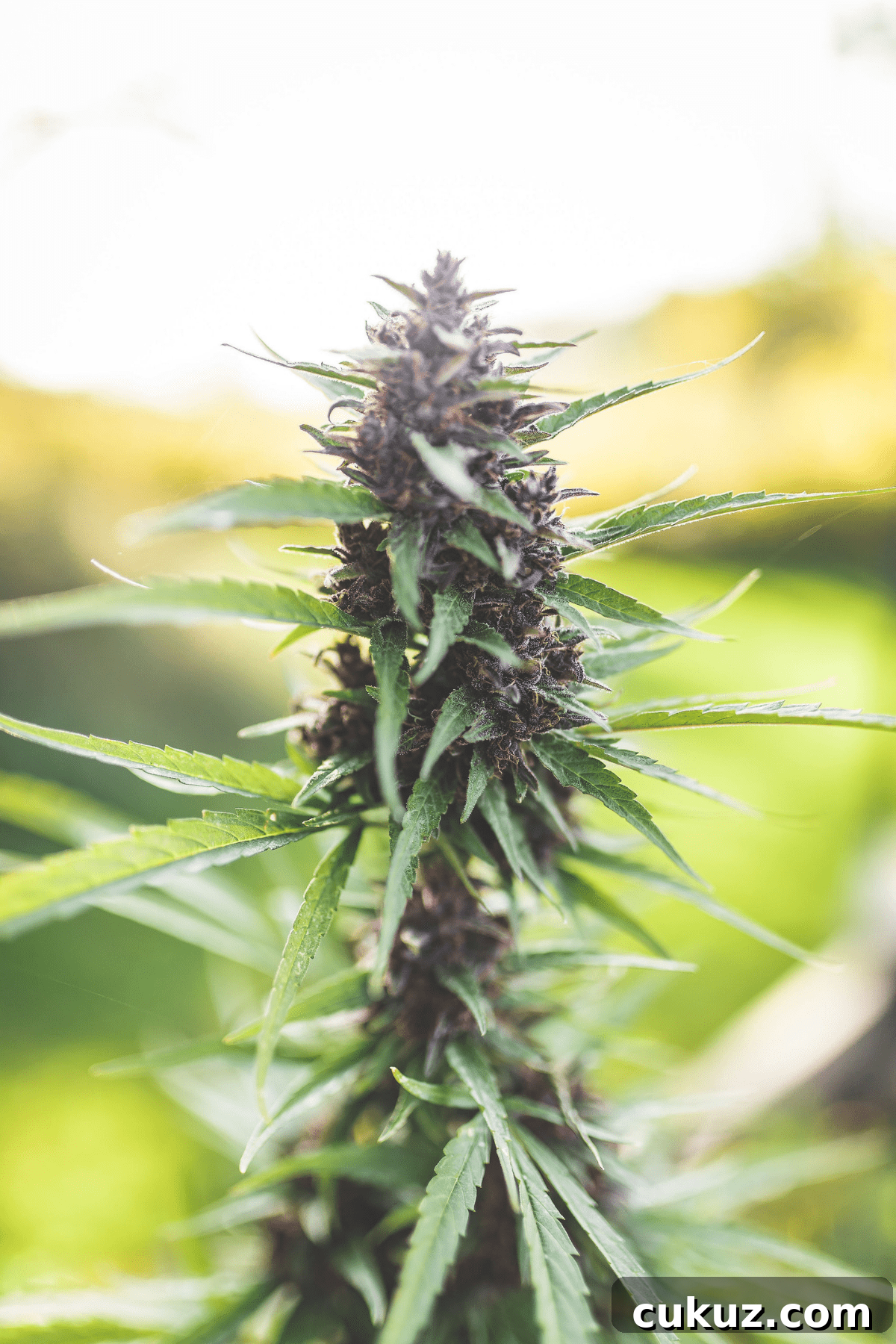 A picture of a cannabis plant with the text Understanding Cannabis Indica vs. Sativa.