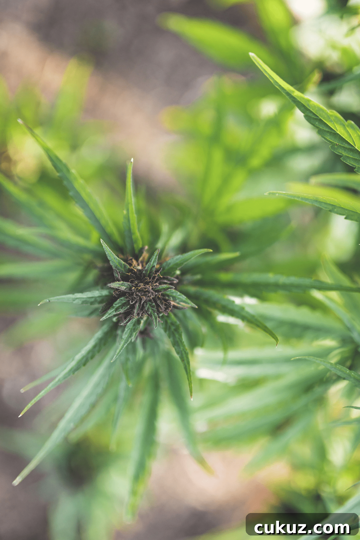 A picture of a cannabis plant.